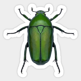 Emerald Scarab Beetle Sticker